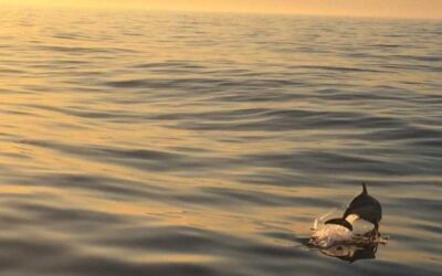 Avistando una ballena y delfines en alta mar