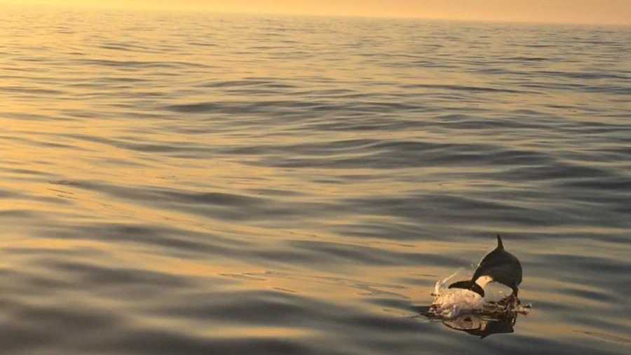 Avistando una ballena y delfines en alta mar